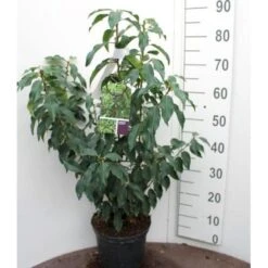 Portugisisk Laurbærkirsebær Prunus Lusitanica 'Angustifolia' Potte 5,0 Liter,- 60-80 Cm. -Osmo Salgsbutik p4217 52635 prunus lusitanica angustifolia e36c