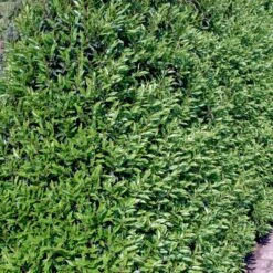 Portugisisk Laurbærkirsebær Prunus Lusitanica 'Angustifolia' Potte 5,0 Liter,- 60-80 Cm. -Osmo Salgsbutik p4217 52814 prunus lusitanica angustifolia 66e8