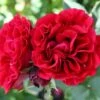 'Nadia™ Renaissance'® Rosa X 'Nadia™ Renaissance'® A-Kvalitet,- Barrods Roser Min. 3 Grene