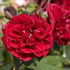 'Nadia™ Renaissance'® Rosa X 'Nadia™ Renaissance'® A-Kvalitet,- Barrods Roser Min. 3 Grene 7 'Nadia™ Renaissance'® Rosa X 'Nadia™ Renaissance'® A-Kvalitet,- Barrods Roser Min. 3 Grene -Osmo Salgsbutik p423 52174 rosa x nadia renaissance 1622