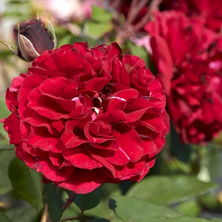 'Nadia™ Renaissance'® Rosa X 'Nadia™ Renaissance'® A-Kvalitet,- Barrods Roser Min. 3 Grene 3 'Nadia™ Renaissance'® Rosa X 'Nadia™ Renaissance'® A-Kvalitet,- Barrods Roser Min. 3 Grene - Billede 3