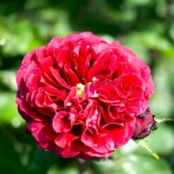 'Nadia™ Renaissance'® Rosa X 'Nadia™ Renaissance'® A-Kvalitet,- Barrods Roser Min. 3 Grene 8 'Nadia™ Renaissance'® Rosa X 'Nadia™ Renaissance'® A-Kvalitet,- Barrods Roser Min. 3 Grene -Osmo Salgsbutik p423 52175 rosa x nadia renaissance ab7a