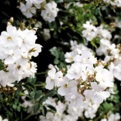 'Polstjärnan' Rosa Beggeriana 'Polstjärnan' (Slyngrose) A-Kvalitet,- Barrods Roser Min. 3 Grene