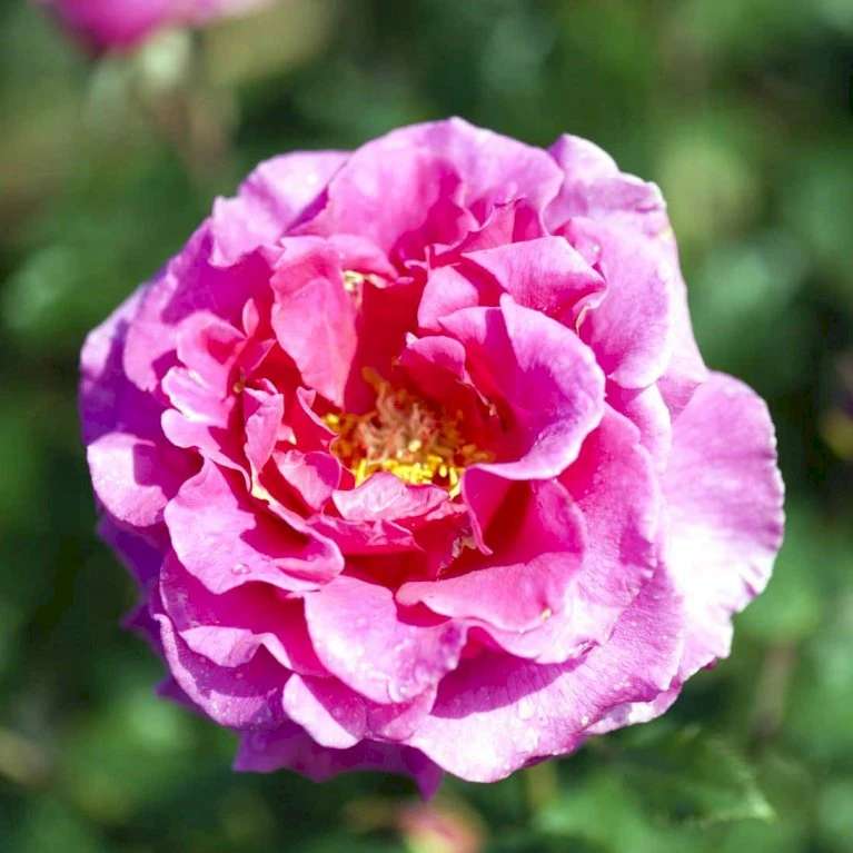 'Prinsesse Alexandra'™ Rosa X 'Prinsesse Alexandra'™ (Renaissancerose) A-Kvalitet,- Barrods Roser Min. 3 Grene 1 'Prinsesse Alexandra'™ Rosa X 'Prinsesse Alexandra'™ (Renaissancerose) A-Kvalitet,- Barrods Roser Min. 3 Grene