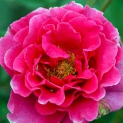 'Prinsesse Alexandra'™ Rosa X 'Prinsesse Alexandra'™ (Renaissancerose) A-Kvalitet,- Barrods Roser Min. 3 Grene 8 'Prinsesse Alexandra'™ Rosa X 'Prinsesse Alexandra'™ (Renaissancerose) A-Kvalitet,- Barrods Roser Min. 3 Grene -Osmo Salgsbutik p428 52206 rosa x prinsesse alexandra renaissancerose 9f4c