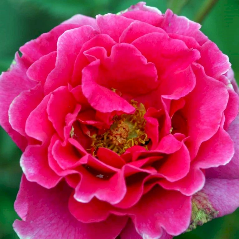 'Prinsesse Alexandra'™ Rosa X 'Prinsesse Alexandra'™ (Renaissancerose) A-Kvalitet,- Barrods Roser Min. 3 Grene 3 'Prinsesse Alexandra'™ Rosa X 'Prinsesse Alexandra'™ (Renaissancerose) A-Kvalitet,- Barrods Roser Min. 3 Grene - Billede 3