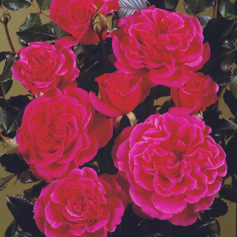 'Prinsesse Alexandra'™ Rosa X 'Prinsesse Alexandra'™ (Renaissancerose) A-Kvalitet,- Barrods Roser Min. 3 Grene 5 'Prinsesse Alexandra'™ Rosa X 'Prinsesse Alexandra'™ (Renaissancerose) A-Kvalitet,- Barrods Roser Min. 3 Grene - Billede 5