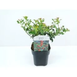 Almindelig Kristtorn 'Alaska' Ilex Aquifolium 'Alaska' Potte 2,0 Liter,- 25-30 Cm. -Osmo Salgsbutik p4291 33927 ilex aquifolium alaska eeaa