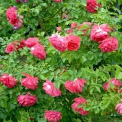 'Rosarium Uetersen'® Rosa X 'Rosarium Uetersen'® (Slyngrose) A-Kvalitet,- Barrods Roser Min. 3 Grene -Osmo Salgsbutik p431 52875 rosa x rosarium uetersen slyngrose bf63