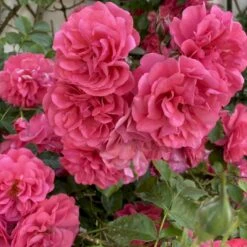 'Rosarium Uetersen'® Rosa X 'Rosarium Uetersen'® (Slyngrose) A-Kvalitet,- Barrods Roser Min. 3 Grene -Osmo Salgsbutik p431 53635 rosa x rosarium uetersen slyngrose 18ff