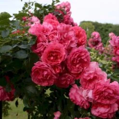 'Rosarium Uetersen'® Rosa X 'Rosarium Uetersen'® (Slyngrose) A-Kvalitet,- Barrods Roser Min. 3 Grene -Osmo Salgsbutik p431 53636 rosa x rosarium uetersen slyngrose 249b