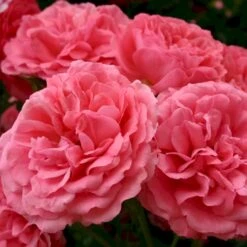 'Rosarium Uetersen'® Rosa X 'Rosarium Uetersen'® (Slyngrose) A-Kvalitet,- Barrods Roser Min. 3 Grene -Osmo Salgsbutik p431 53637 rosa x rosarium uetersen slyngrose 962f