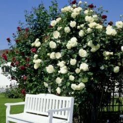 'Schneewalzer'® Rosa X 'Schneewalzer'® (Slyngrose) A-Kvalitet,- Barrods Roser Min. 3 Grene -Osmo Salgsbutik p433 54037 rosa x schneewalzer slyngrose b5a2