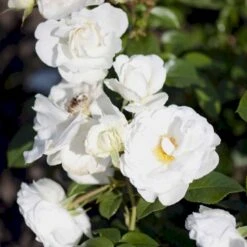 'Weisse Wolke'® Rosa X 'Weisse Wolke'® (Buketrose) A-Kvalitet,- Barrods Roser Min. 3 Grene