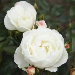 'Weisse Wolke'® Rosa X 'Weisse Wolke'® (Buketrose) A-Kvalitet,- Barrods Roser Min. 3 Grene -Osmo Salgsbutik p438 53673 rosa x weisse wolke buketrose 05e6