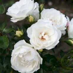 'Weisse Wolke'® Rosa X 'Weisse Wolke'® (Buketrose) A-Kvalitet,- Barrods Roser Min. 3 Grene -Osmo Salgsbutik p438 53674 rosa x weisse wolke buketrose 0eab