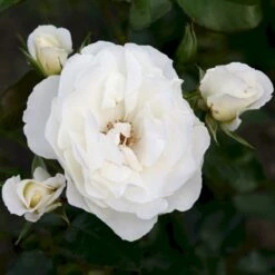 'Weisse Wolke'® Rosa X 'Weisse Wolke'® (Buketrose) A-Kvalitet,- Barrods Roser Min. 3 Grene -Osmo Salgsbutik p438 53675 rosa x weisse wolke buketrose cdec