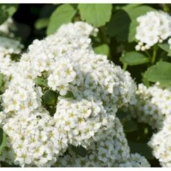 Birkebladet Spiræa 'Thor' Spiraea Betulifolia 'Thor' Potte 2,0 Liter,- 25-30 Cm. -Osmo Salgsbutik p4422 36735 spiraea betulifolia tor ba87
