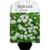 Birkebladet Spiræa 'Thor' Spiraea Betulifolia 'Thor' Potte 2,0 Liter,- 25-30 Cm.
