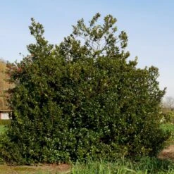 Kristtorn 'Blue Maid' Ilex Meserveae 'Blue Maid' Opstammet 90 Cm. 10 Liter Potte -Osmo Salgsbutik p4440 52782 ilex meserveae blue maid c14c