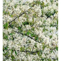 Bærmispel Til Hæk Amelanchier Lamarckii Med Klump,- 125-150 Cm.