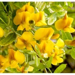 Sibirisk ærtetræ Caragana Arborescens Solitær Busk 150-175 Cm. - Med Klump