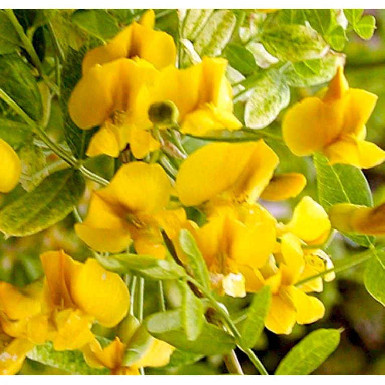 Sibirisk ærtetræ Caragana Arborescens Solitær Busk 150-175 Cm. - Med Klump 1 Sibirisk ærtetræ Caragana Arborescens Solitær Busk 150-175 Cm. - Med Klump