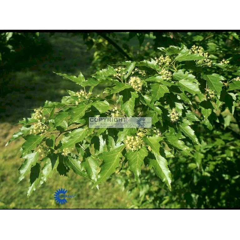 Ildløn Til Hæk Acer Ginnala 5 Liter Potte 1 Ildløn Til Hæk Acer Ginnala 5 Liter Potte