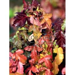 Ildløn Til Hæk Acer Ginnala 5 Liter Potte 10 Ildløn Til Hæk Acer Ginnala 5 Liter Potte -Osmo Salgsbutik p4554 5794 acer ginnala 8d9d