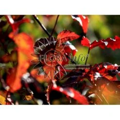 Ildløn Til Hæk Acer Ginnala 5 Liter Potte 11 Ildløn Til Hæk Acer Ginnala 5 Liter Potte -Osmo Salgsbutik p4554 5795 acer ginnala 66be