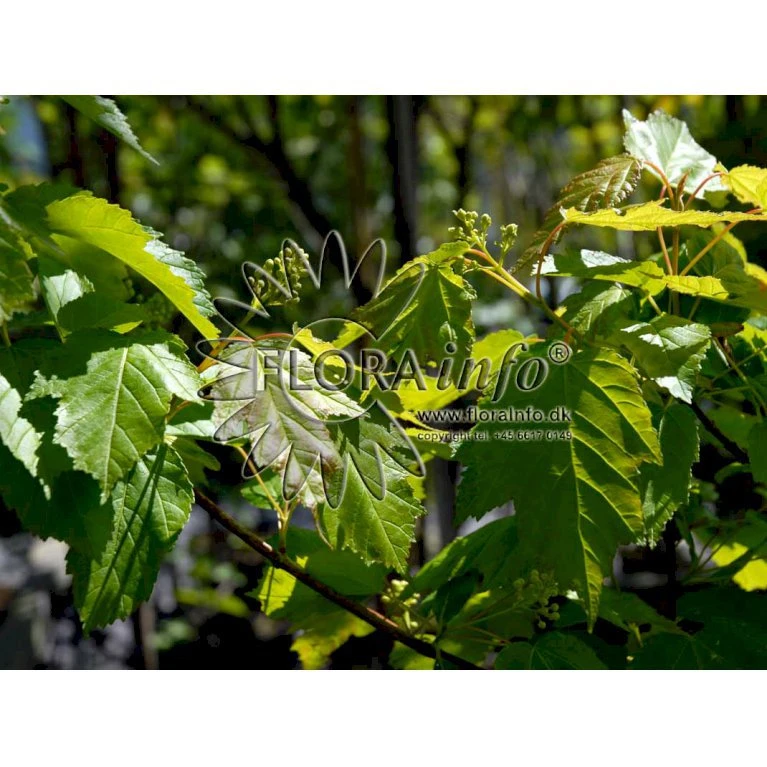 Ildløn Til Hæk Acer Ginnala 5 Liter Potte 5 Ildløn Til Hæk Acer Ginnala 5 Liter Potte - Billede 5