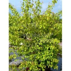 Ildløn Til Hæk Acer Ginnala 5 Liter Potte 13 Ildløn Til Hæk Acer Ginnala 5 Liter Potte -Osmo Salgsbutik p4554 5797 acer ginnala bcf7