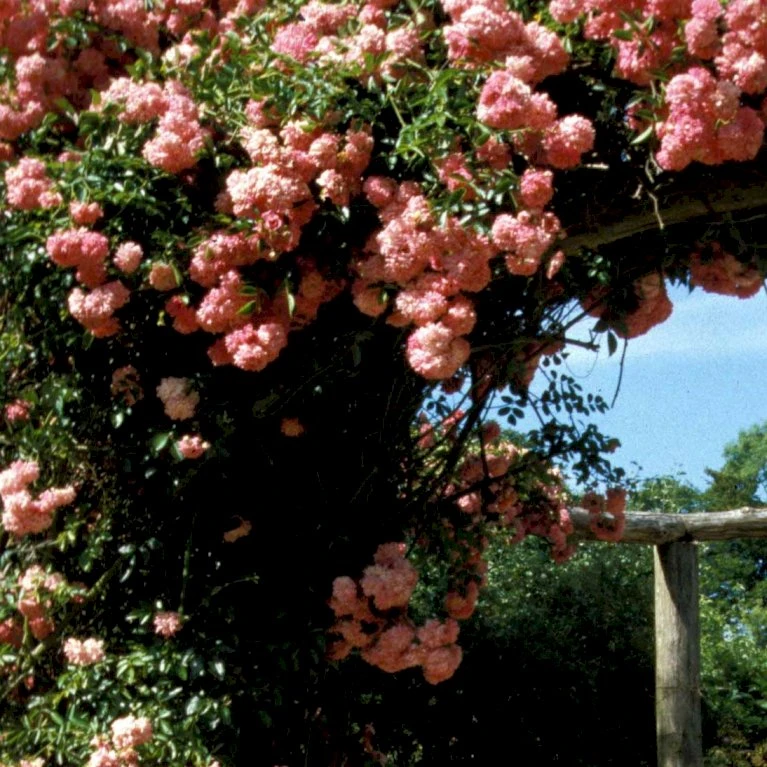 'Dorothy Perkins' Rosa Wichuraiana 'Dorothy Perkins' (Slyngrose) A-Kvalitet,- Barrods Roser Min. 3 Grene 1 'Dorothy Perkins' Rosa Wichuraiana 'Dorothy Perkins' (Slyngrose) A-Kvalitet,- Barrods Roser Min. 3 Grene