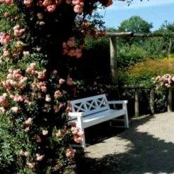 'Dorothy Perkins' Rosa Wichuraiana 'Dorothy Perkins' (Slyngrose) A-Kvalitet,- Barrods Roser Min. 3 Grene 6 'Dorothy Perkins' Rosa Wichuraiana 'Dorothy Perkins' (Slyngrose) A-Kvalitet,- Barrods Roser Min. 3 Grene -Osmo Salgsbutik p4574 52358 rosa wichuraiana dorothy perkins slyngrose 2782