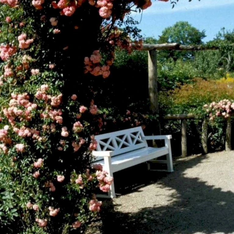 'Dorothy Perkins' Rosa Wichuraiana 'Dorothy Perkins' (Slyngrose) A-Kvalitet,- Barrods Roser Min. 3 Grene 3 'Dorothy Perkins' Rosa Wichuraiana 'Dorothy Perkins' (Slyngrose) A-Kvalitet,- Barrods Roser Min. 3 Grene - Billede 3