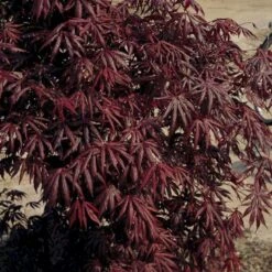 Japansk Ahorn 'Trompenburg' Acer Palmatum 'Trompenburg' Potte 10 Liter,- 60-80 Cm. 7 Japansk Ahorn 'Trompenburg' Acer Palmatum 'Trompenburg' Potte 10 Liter,- 60-80 Cm. -Osmo Salgsbutik p4650 3442 acer palmatum trompenburg 4a4a