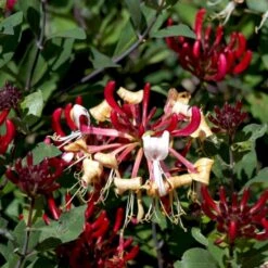 'Serotina' Lonicera Periclymenum 'Serotina' Potte 2,0 Liter,- Opbundet -Osmo Salgsbutik p4671 48749 lonicera periclymenum serotina d72b