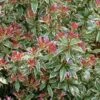Pieris 'Little Heath' Pieris Japonica 'Little Heath' 2 Liter Potte
