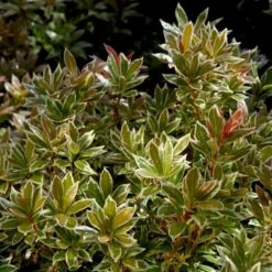 Pieris 'Little Heath' Pieris Japonica 'Little Heath' 2 Liter Potte -Osmo Salgsbutik p4695 50824 pieris japonica little heath 5157