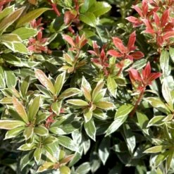 Pieris 'Little Heath' Pieris Japonica 'Little Heath' 2 Liter Potte -Osmo Salgsbutik p4695 50826 pieris japonica little heath 125b