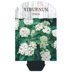 Vinter-snebolle Viburnum Tinus Potte 2,0 Liter,- 25-30 Cm. -Osmo Salgsbutik p4699 38471 image 3fff