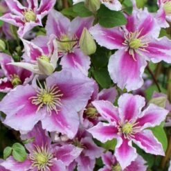 Klematis 'Piilu' Clematis Hybrid 'Piilu' Potte 2,0 Liter,- Opbundet