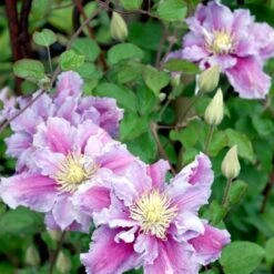 Klematis 'Piilu' Clematis Hybrid 'Piilu' Potte 2,0 Liter,- Opbundet -Osmo Salgsbutik p4708 48600 clematis hybrid piilu 02ad