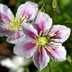 Klematis 'Piilu' Clematis Hybrid 'Piilu' Potte 2,0 Liter,- Opbundet -Osmo Salgsbutik p4708 48601 clematis hybrid piilu 8c4d