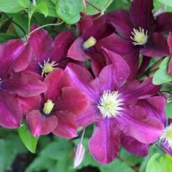 Klematis 'Warszawska Nike' Clematis Hybrid 'Warszawska Nike' Potte 2,0 Liter,- Opbundet 60-100 Cm