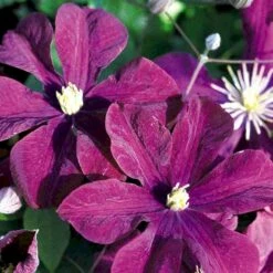 Klematis 'Warszawska Nike' Clematis Hybrid 'Warszawska Nike' Potte 2,0 Liter,- Opbundet 60-100 Cm -Osmo Salgsbutik p4713 48613 clematis hybrid warszawska nike 2655