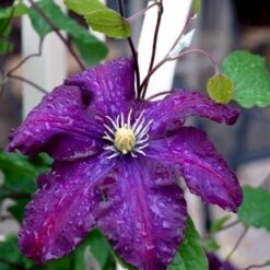 Klematis 'Warszawska Nike' Clematis Hybrid 'Warszawska Nike' Potte 2,0 Liter,- Opbundet 60-100 Cm -Osmo Salgsbutik p4713 48614 clematis hybrid warszawska nike e9a1
