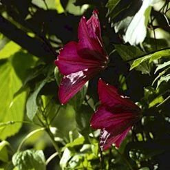 Klematis 'Warszawska Nike' Clematis Hybrid 'Warszawska Nike' Potte 2,0 Liter,- Opbundet 60-100 Cm -Osmo Salgsbutik p4713 48615 clematis hybrid warszawska nike 8a67