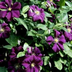 Italiensk Skovranke 'Etoile Violette' Clematis Viticella 'Etoile Violette' Potte 5,0 Liter,- Opbundet 100-150 Cm. -Osmo Salgsbutik p4718 48667 clematis viticella etoile violette 9146