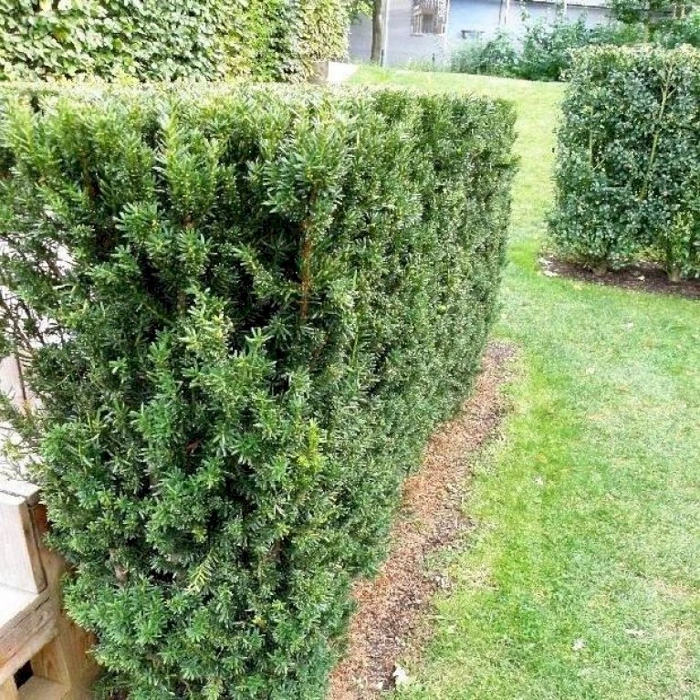 Taks 'Hillii' Taxus Media 'Hillii' Med Klump,- 100-120 Cm. 1 Taks 'Hillii' Taxus Media 'Hillii' Med Klump,- 100-120 Cm.